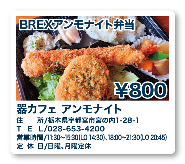 器カフェアンモナイト